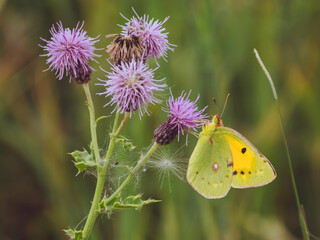 A Clouded Yellow butterfly 'Colias croceus' feeding on a Thistle flower © Dave Harrison-Ward