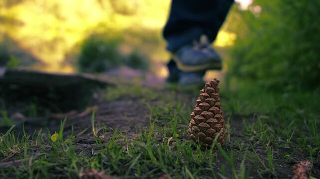 Hiker in woodland with pine cone foreground