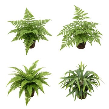 Green fern plants collection, set of four potted tropical ferns on white background, lush indoor houseplant greenery for home decor