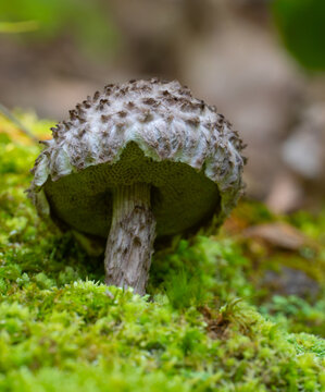 Old man of the woods mushroom seen from below, showing its unique gill structure.