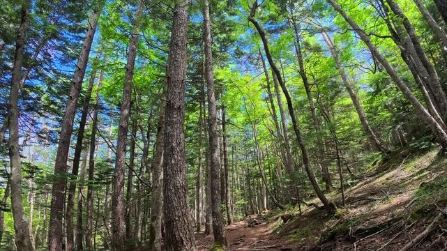 Mt. Fuji's forest and birdsong