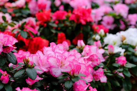 Azalea -  Acelya is the name given to some plant species of the rhododendron (Rhododendron) genus of the Ericaceae family.