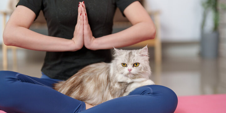 Cropped view of woman sitting in yoga prayer pose with fluffy cat on lap for wellness