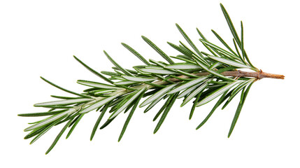 Fototapeta premium Fresh rosemary sprig with green needles and woody stem