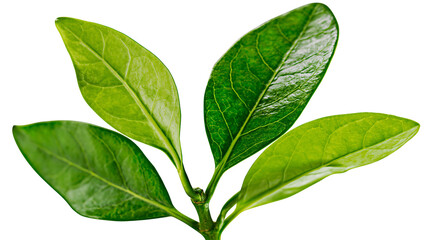 Green leaves on stem with visible veins © Liselotte