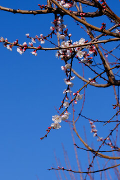 Apricot tree flowers with soft focus. Spring white flowers on a tree branch. Apricot tree in bloom. Spring, seasons, white flowers of apricot tree close-up.