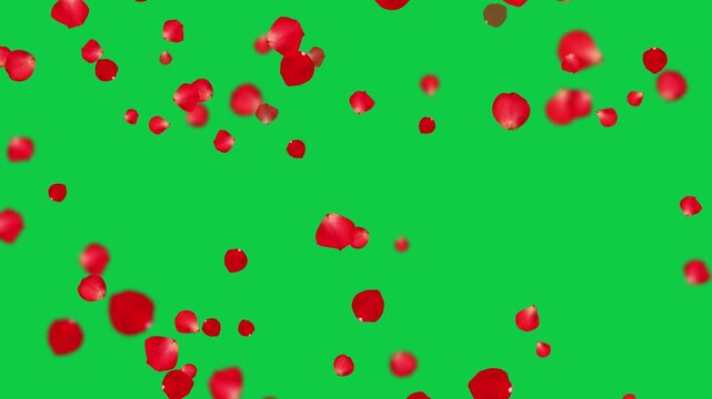 realistic red and pink rose petals fall isolated green screen animation,chroma key romantic flower valentine love and marriage social media motion design element