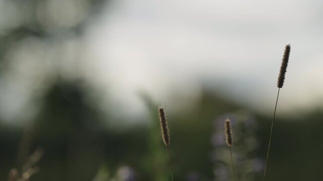 Slow motion nature background of a rural field with various plants and herbs