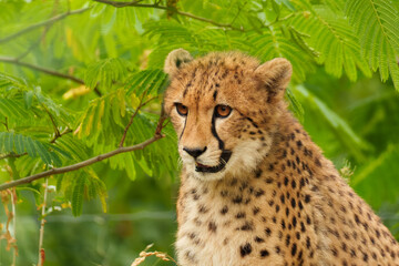 A portrait of cheetah Acinonyx watching surroundings representing predatory awareness. © Volha