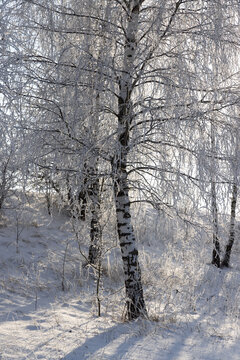 birch trees with thin branches completely covered with white snow and frost in sunny weather, serene nature