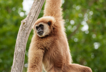White handed gibbon hanging on tree branch representing arboreal locomotion and primate adaptation. © Volha