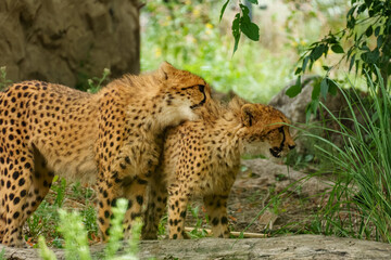 Young cheetahs Acinonyx playing together representing juvenile interaction and growth behavior. © Volha