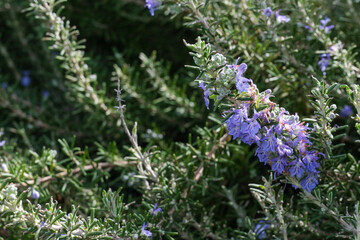 Obraz premium Salvia rosmarinus, commonly known as rosemary, is a fragrant, evergreen, coniferous shrub with white, pink, purple, or blue flowers, native to the Mediterranean region.