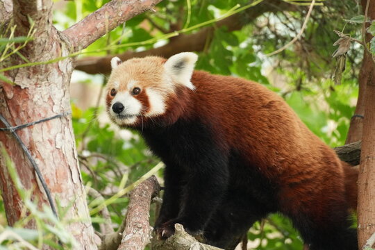 Red panda Ailurus fulgens observing surroundings representing curiosity and hunting instinct in arboreal mammals.