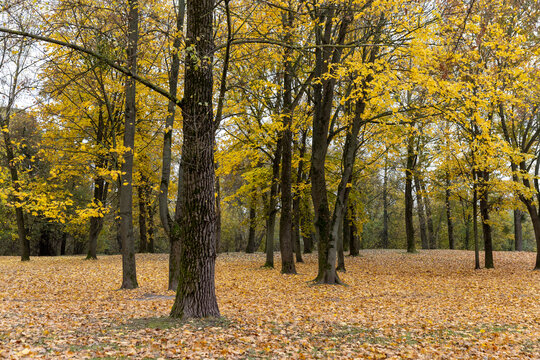 the land covered with orange dry maple foliage in the park with tall old maple trees, beautiful cloudy weather in the park in the autumn season after leaf fall