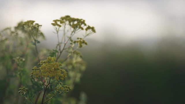 Slow motion nature background of a rural field with various plants and herbs