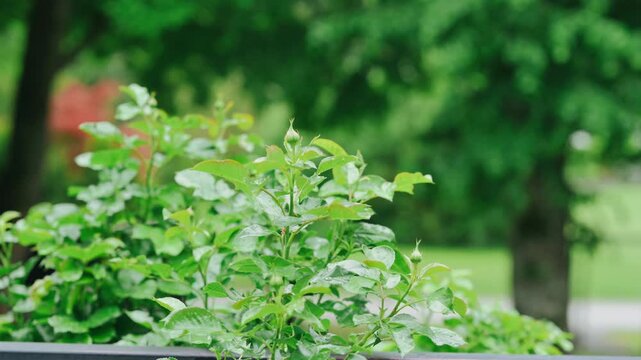 a tranquil scene featuring a bush adorned with vibrant red flowers, set against a lush green backdrop, ideal.