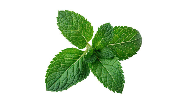 Bunch sprig of fresh green peppermint leaves herb salad cooking isolated on transparent background