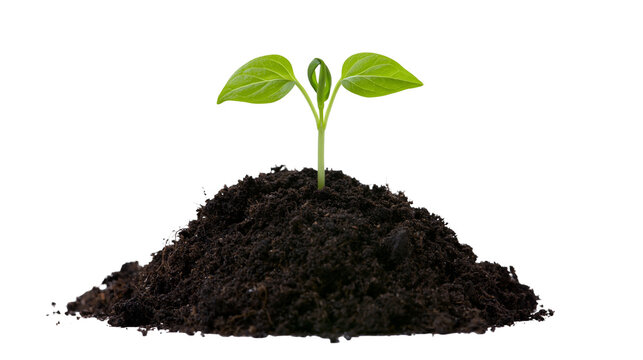 Young green sprout growing from dark soil mound