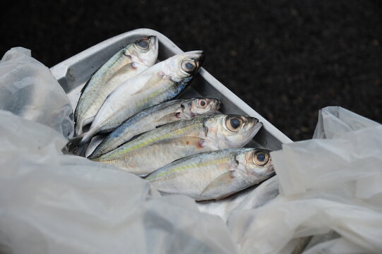 Close-up of fresh raw marine fish in a metal tray with plastic wrapping, fresh catch ingredient