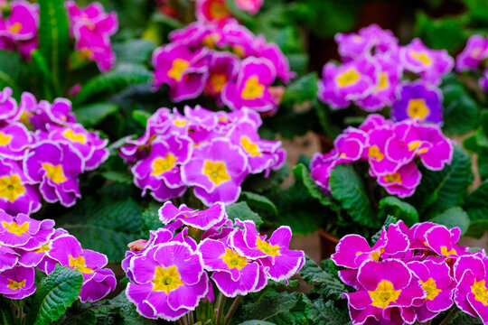 Primula, Primrose or Primrose, belongs to the Primulaceae family.