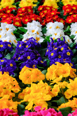 Obraz premium Primula, Primrose or Primrose, belongs to the Primulaceae family.