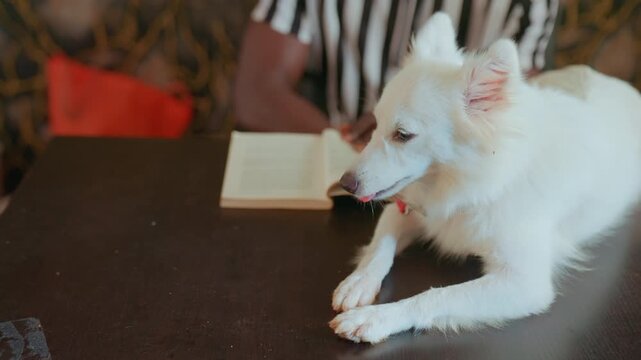 White dog resting on table with black man, paws crossed with open book behind, calm watchful gaze and subtle texture backdrop, quiet domestic scene with gentle companionship and reflective mood
