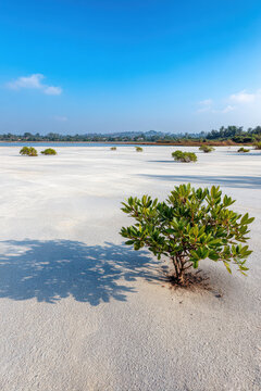 stunning coastal wetland in sierra leone characterized by long shadows and dramatic contrasts