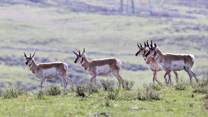 Pronghorn Antelope Herd Walking Across Spring Grassland in Yellowstone National Park, Wyoming © Banu
