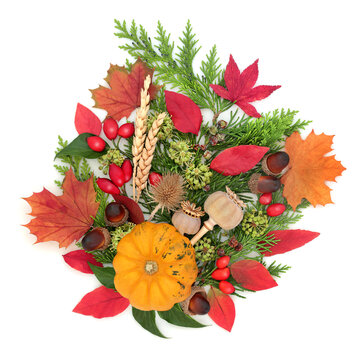 Halloween vibrant Autumn nature colorful Fall red, green flora, berry fruit, wheat, pumpkin on white. Seasonal design for Samhain, Harvest festival. Greeting card. 