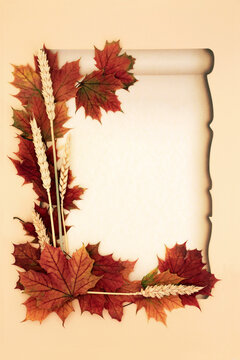 Harvest festival Autumn maple leaves wheat on old paper scroll on cream background. Fall foliage, red orange hues with grain. Seasonal symbols of warmth.