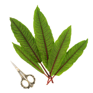 Sorrel green leaves  health food salad herb on white with vintage scissors. Superfood rich in vitamins and nutrients, antioxidants, oxalic acid. Used in herbal medicine.