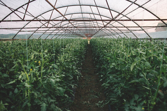 Greenhouse with rows of unripe totmatoes