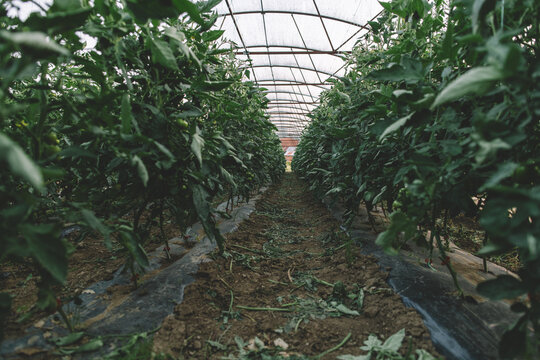Rows of unripe tomatoes in greenhouse
