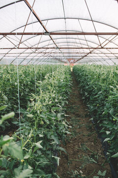 Rows of unripe tomatoes 