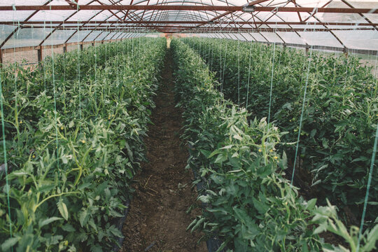 Rows of tomato plants in agricultural greenhouse
