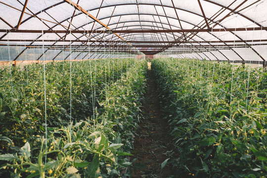 Rows of tomato plants in greenhouse