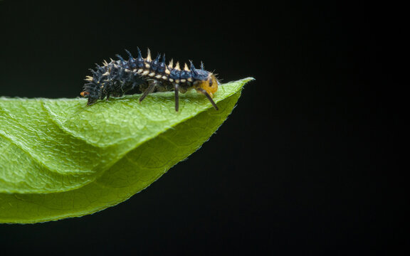Predatory ladybug larva moving on green leaf
