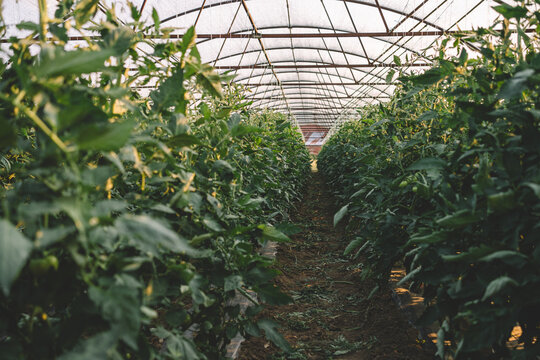 Tomato plants growing in greenhouse