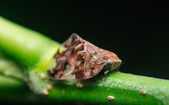 Treehopper insect camouflaging on green plant stem