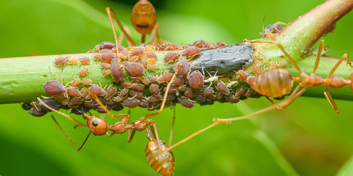 Ants farming aphids on plant stem for honeydew