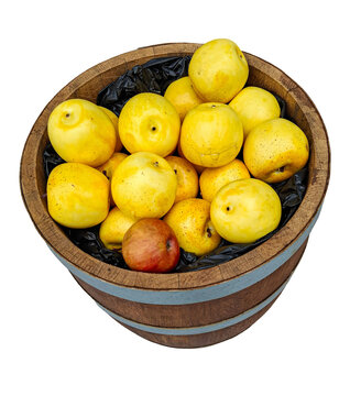 A wooden barrel is placed on a clean white background. It holds ripe yellow apples with one red apple among them. The shot is taken from a high angle, showing the apples clearly.