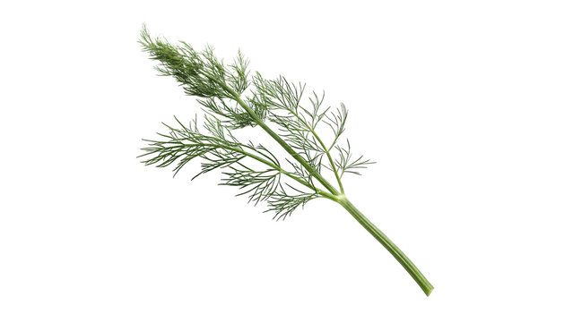 Fresh green dill sprig aromatic culinary herb cooking spice ingredient isolated on transparent background