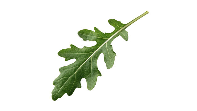 Single fresh green arugula leaf rucola organic healthy salad green isolated on transparent background