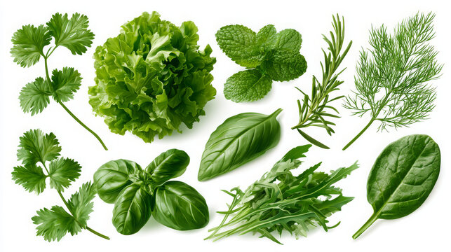 Realistic 3D Vector Set of Fresh Kitchen Herbs and Leafy Vegetables