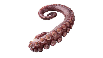 Fresh raw octopus tentacle seafood delicacy ocean gourmet cooking ingredient isolated on transparent background © Brooks