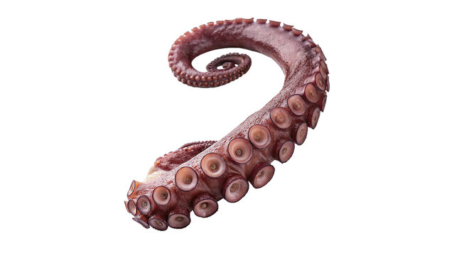 Fresh raw octopus tentacle seafood delicacy ocean gourmet cooking ingredient isolated on transparent background
