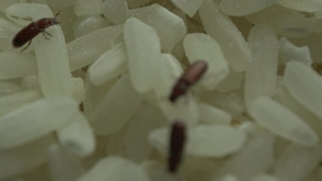 Real-time close-up footage capturing rice weevil pests actively crawling across white rice grains, highlighting pantry pest problems and agricultural quality loss.
