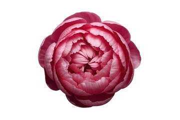 Obraz premium Deep pink peony flower top view isolated on transparent background