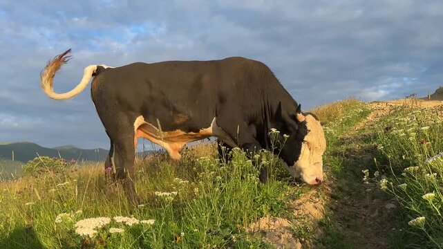Bull in the mountains.  roaring bull.
